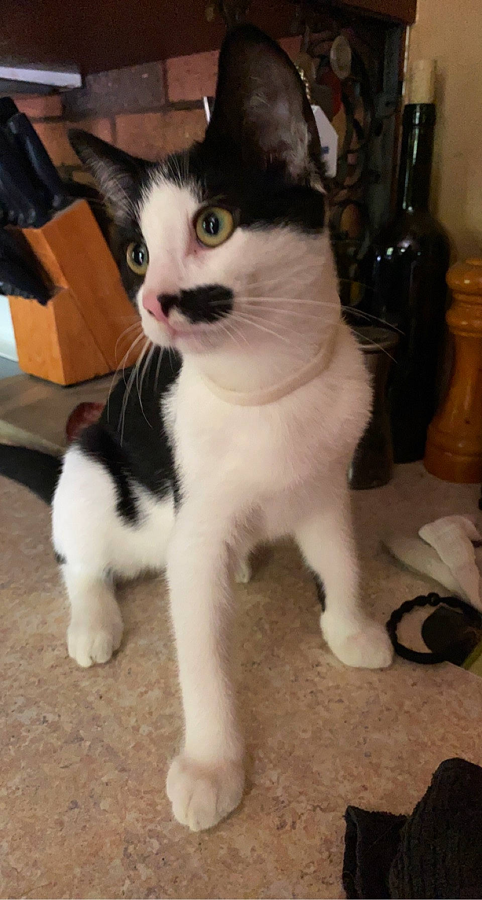 Sir Fernando is registered to the contest to win money with this photo: box, carnivore, cat, claw, domestic_short_haired_cat, eye, felidae, flooring, foot, fur, paw, shipping_box, sitting, small_to_medium_sized_cats, snout, tail, terrestrial_animal, whiskers