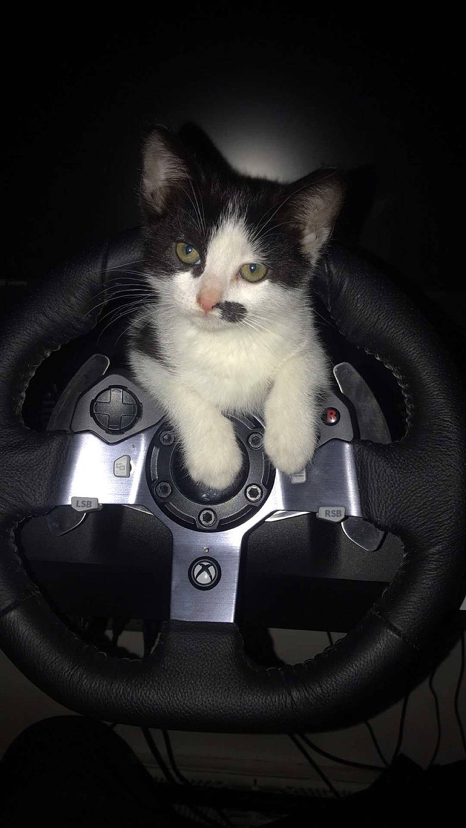 Sir Fernando joined the competition — help win amazing prizes! auto_part, automotive_design, automotive_exterior, automotive_lighting, bag, box, carnivore, cat, chair, darkness, domestic_short_haired_cat, felidae, flash_photography, fur, luggage_and_bags, motor_vehicle, personal_luxury_car, small_to_medium_sized_cats, steering_wheel, whiskers