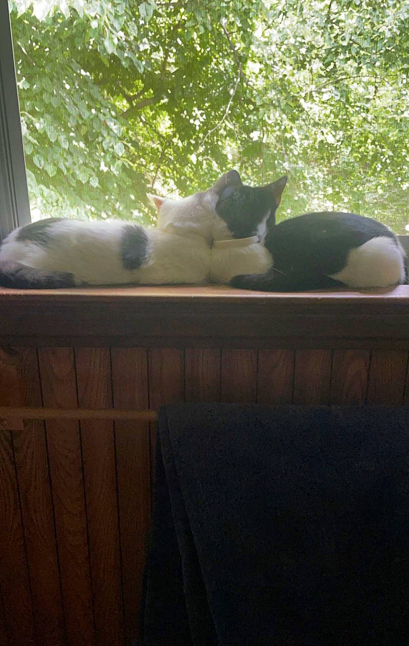 Sir Fernando is registered to the contest to win money with this photo: carnivore, cat, comfort, domestic_short_haired_cat, felidae, flooring, fur, glass, grass, hardwood, room, shade, small_to_medium_sized_cats, tail, terrestrial_animal, tints_and_shades, tree, whiskers, window, wood