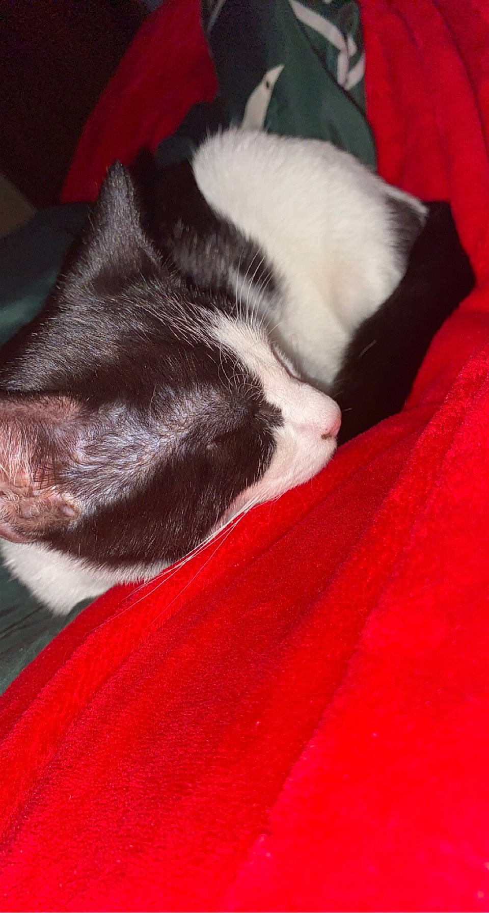 Sir Fernando joined the competition — help win amazing prizes! canidae, carmine, carnivore, cat, comfort, companion_dog, dog, dog_breed, fawn, felidae, fur, grey, linens, nap, red, small_to_medium_sized_cats, snout, sporting_group, tail, whiskers