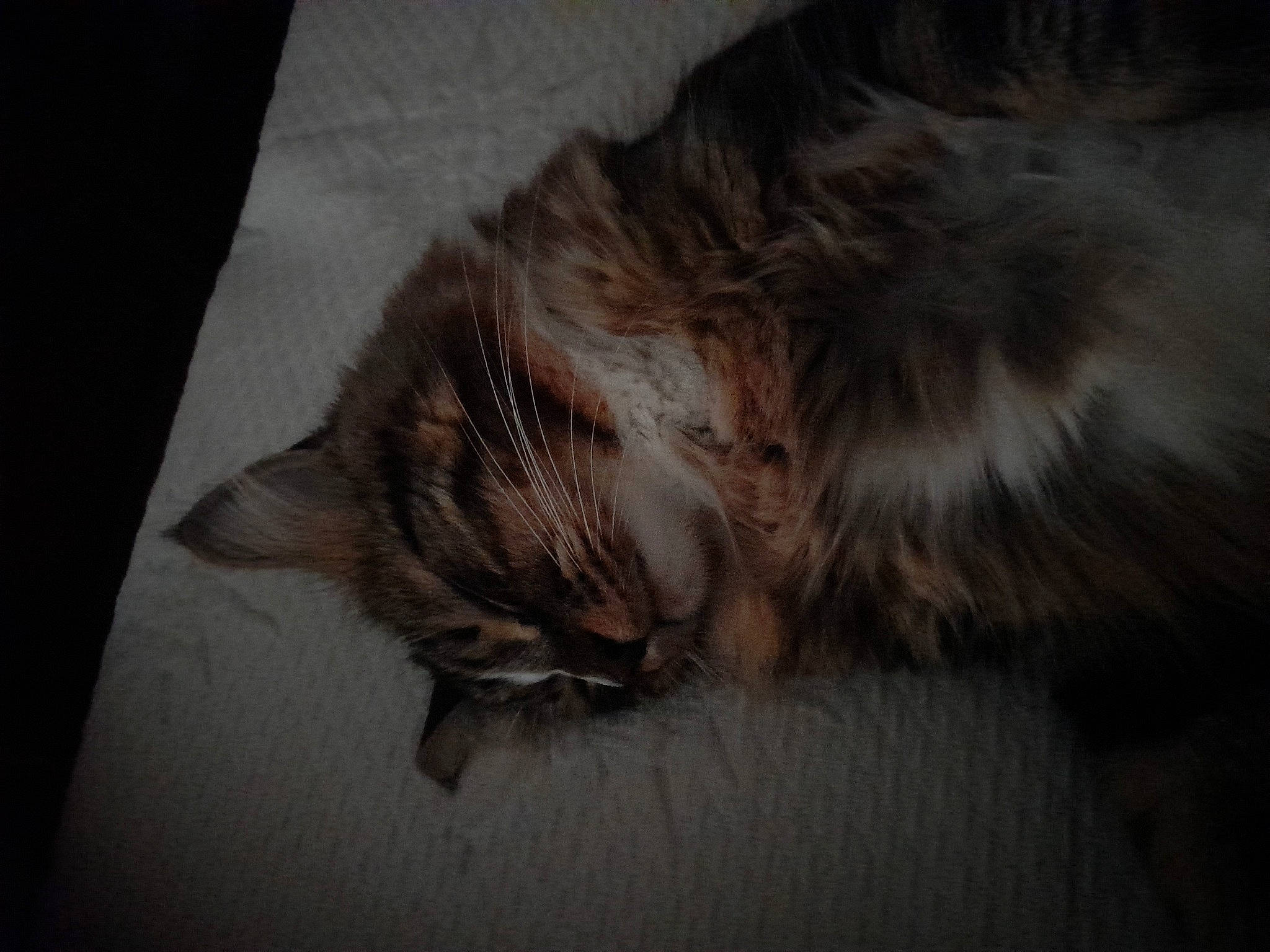 Piki a rejoint le concours — aidez-le/la à gagner de superbes lots ! carnivore, cat, claw, comfort, darkness, fawn, felidae, flooring, fur, grey, hardwood, liver, maine_coon, paw, small_to_medium_sized_cats, snout, tail, whiskers, wood