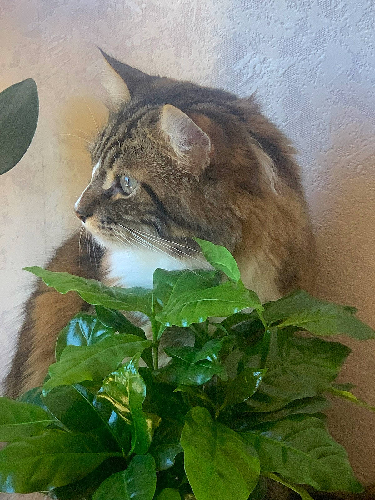 Piki participe au concours pour gagner de l'argent avec cette photo : carnivore, cat, domestic_short_haired_cat, fawn, felidae, fur, grass, herb, leaf_vegetable, plant, small_to_medium_sized_cats, snout, tail, terrestrial_animal, twig, whiskers