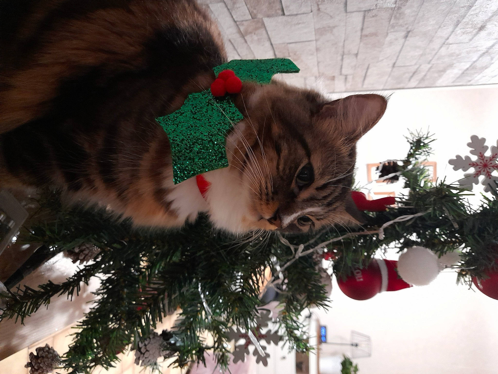 Piki a rejoint le concours — aidez-le/la à gagner de superbes lots ! carnivore, cat, christmas, christmas_decoration, christmas_eve, christmas_ornament, christmas_tree, event, fawn, felidae, holiday, holiday_ornament, ornament, plant, small_to_medium_sized_cats, tail, tree, twig, whiskers, winter