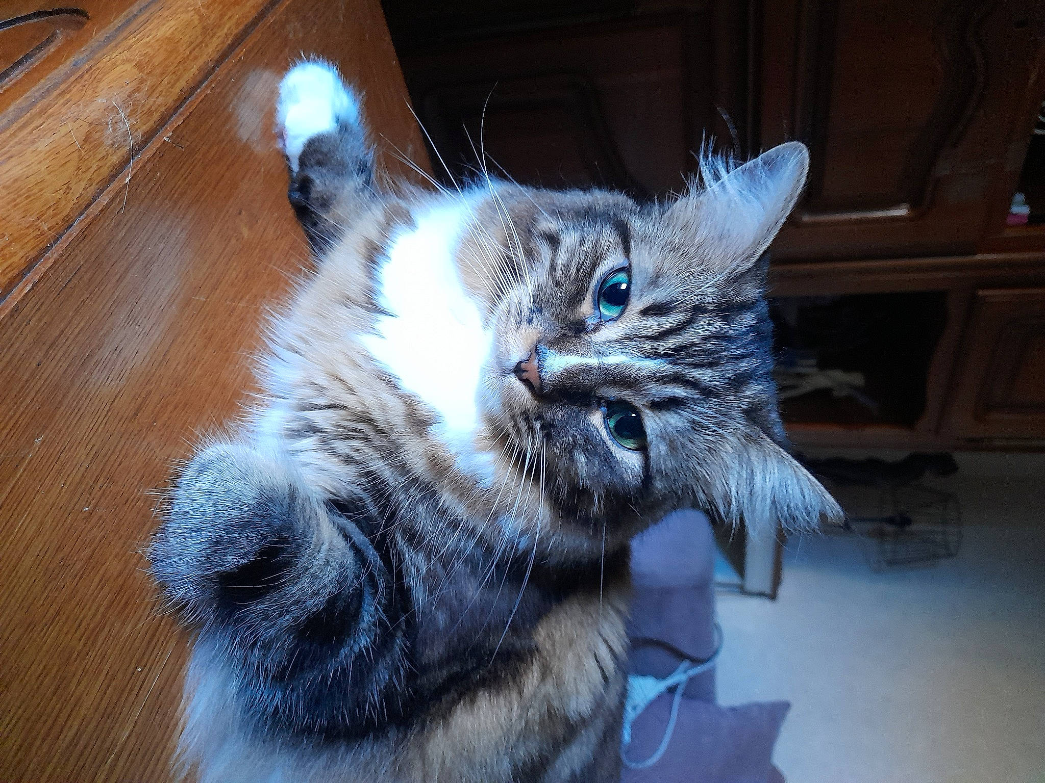 Piki participe au concours pour gagner de l'argent avec cette photo : carnivore, cat, claw, domestic_short_haired_cat, electric_blue, felidae, flooring, fur, grey, hardwood, paw, small_to_medium_sized_cats, snout, tail, varnish, whiskers, window, wood, wood_stain