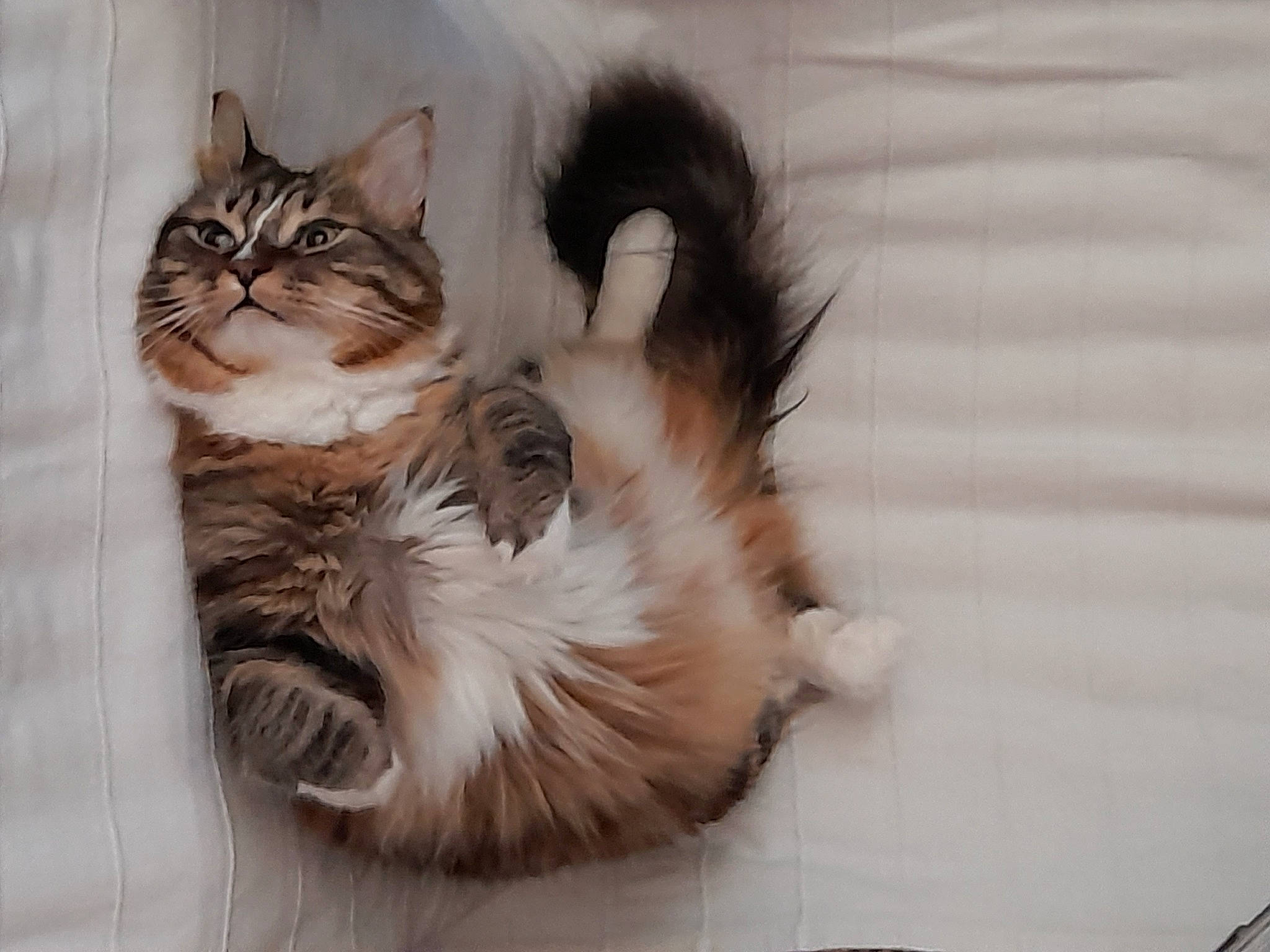 Piki participe au concours pour gagner de l'argent avec cette photo : british_longhair, carnivore, cat, claw, comfort, domestic_short_haired_cat, fawn, felidae, flooring, fur, paw, ragdoll, small_to_medium_sized_cats, snout, tail, terrestrial_animal, whiskers, wood