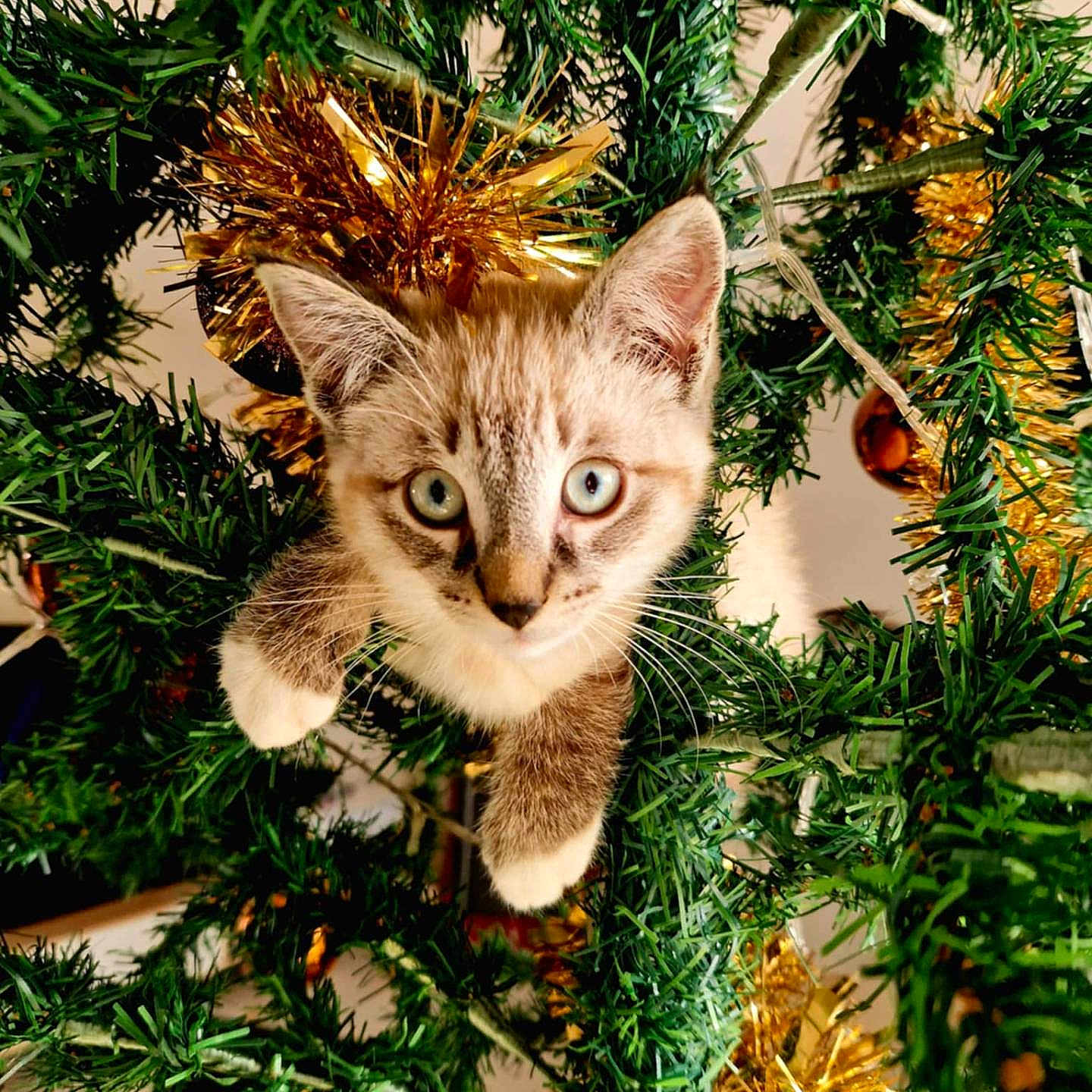 Erthon a rejoint le concours — aidez-le/la à gagner de superbes lots ! animal, blue_eyes, branches, cat, christmas, christmas_tree, closeup, curious, cute, decorations, festive, fur, greenery, holiday, indoors, kitten, pet, playful, tinsel, whiskers