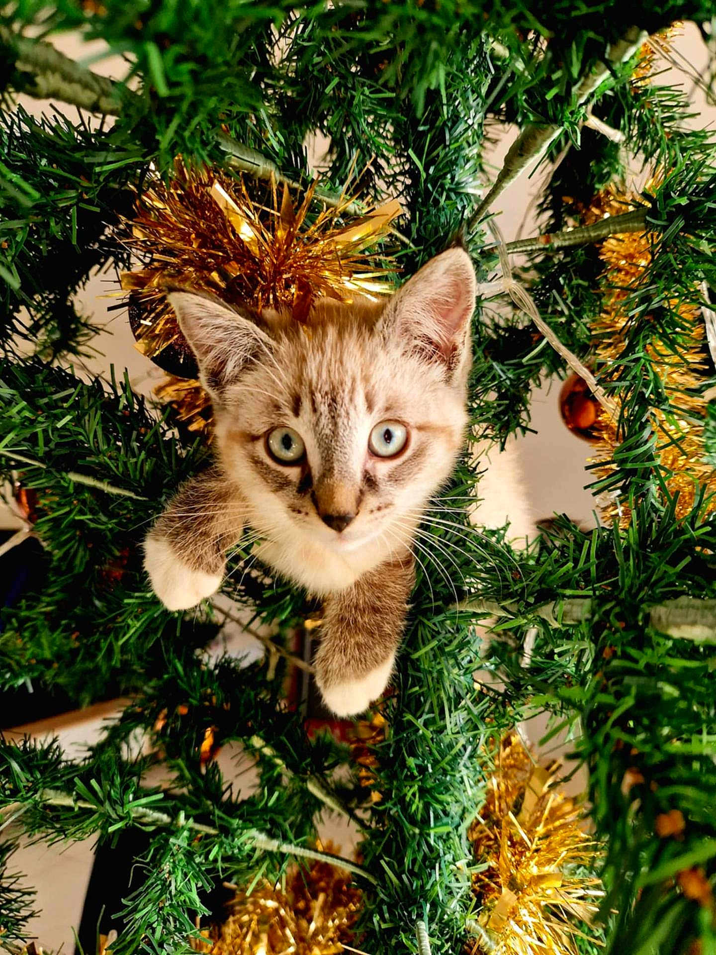 Erthon a rejoint le concours — aidez-le/la à gagner de superbes lots ! animal, blue_eyes, branches, cat, christmas, christmas_tree, closeup, curious, cute, decorations, festive, fur, greenery, holiday, indoors, kitten, pet, playful, tinsel, whiskers