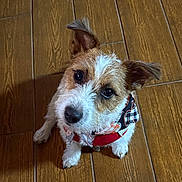 Lucky joined the competition — help win amazing prizes! dog, puppy, pet, brown, white, fur, bandana, floor, tile_floor, looking_up, cute, adorable, indoor, animal, canine, ears, sitting, close_up, companion, domestic