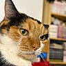 cat, calico_cat, pet, animal, feline, close_up, portrait, face, eyes, whiskers, ears, fur, orange_fur, black_fur, white_fur, indoors, bookshelf, library, blurred_background, looking_at_camera