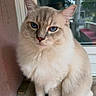 cat, feline, cream_fur, blue_eyes, fluffy, long_whiskers, sitting, portrait, close_up, window, indoors, pet, animal, soft_fur, alert_ears, serious_expression, cream_colored, home, natural_light, photography