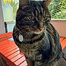 cat, tabby, pet, animal, portrait, close_up, whiskers, ears, eyes, fur, striped_fur, sitting, outdoor, balcony, red_table, safety_net, trees, greenery, collar_tag, photography