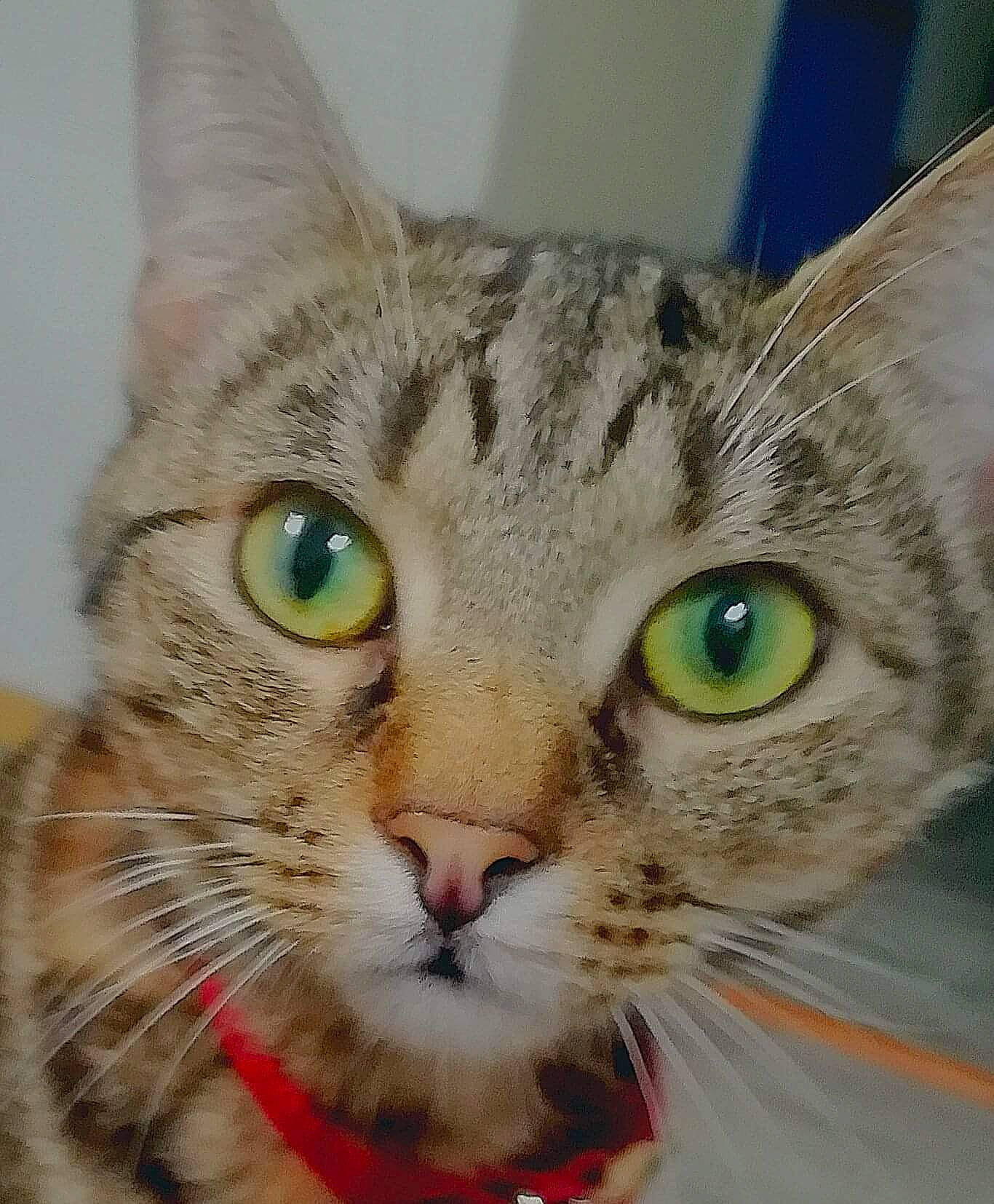 Loua a rejoint le concours — aidez-le/la à gagner de superbes lots ! carnivore, cat, domestic_short_haired_cat, ear, felidae, fur, iris, paint, small_to_medium_sized_cats, snout, whiskers