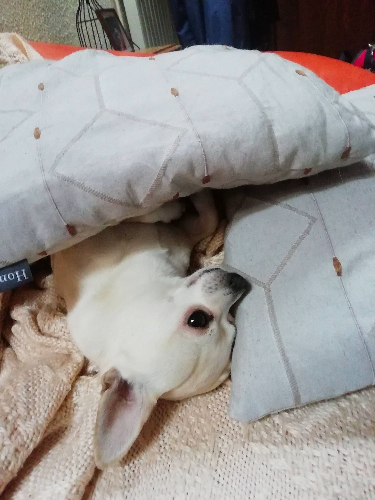 Joy a rejoint le concours — aidez-le/la à gagner de superbes lots ! bag, bed_sheet, bedding, canidae, carnivore, comfort, companion_dog, couch, dog, dog_breed, duvet, fawn, fur, linens, pillow, room, sporting_group, throw_pillow, toy_dog, working_animal