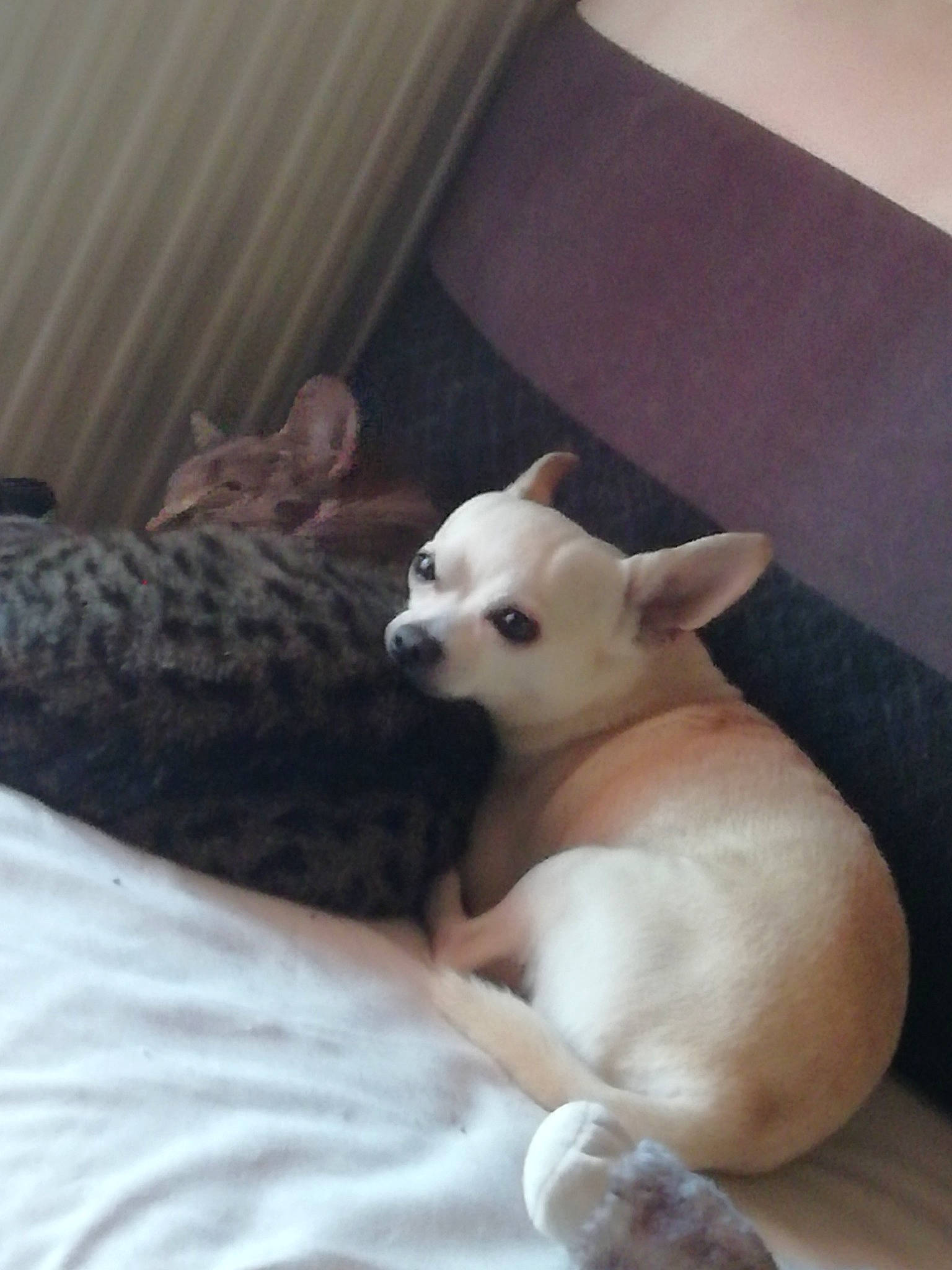 Joy participe au concours pour gagner de l'argent avec cette photo : canidae, carnivore, chihuahua, comfort, companion_dog, curtain, dog, dog_breed, ear, fawn, felidae, fur, nap, sleep, small_to_medium_sized_cats, sporting_group, tail, toy_dog, whiskers, working_animal