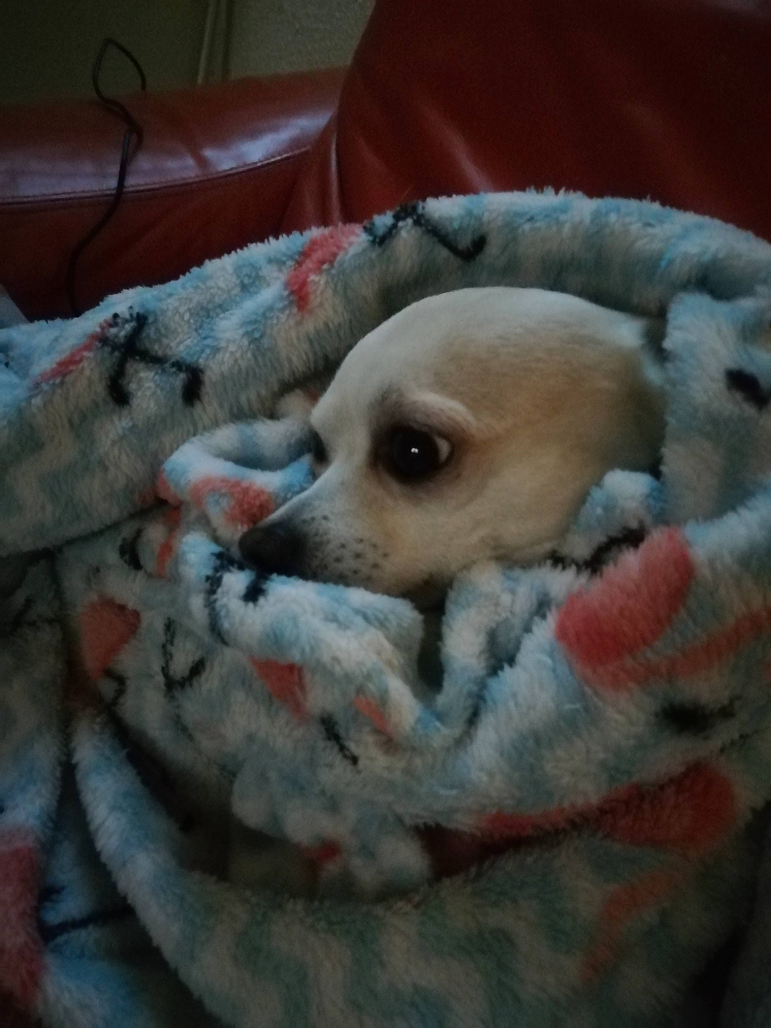 Joy participe au concours pour gagner de l'argent avec cette photo : bed, bedding, bedtime, canidae, carnivore, comfort, companion_dog, dog, dog_breed, fawn, felidae, fur, linens, nap, paw, snout, sporting_group, terrestrial_animal, whiskers, working_animal