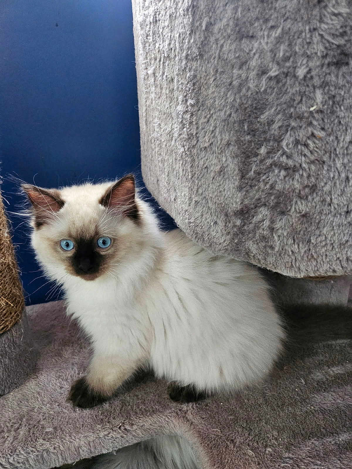 Azur participe au concours pour gagner de l'argent avec cette photo : cat, kitten, blue_eyes, fluffy, white_fur, dark_ears, pet, indoor, feline, curious, cat_tree, cozy, young_cat, animal, domestic, playful, soft, cute, small, fur