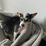 Liberty is registered to the contest to win money with this photo: animal, black_fur, blanket, cozy, cute, dog, ears, face, fur, indoor, laying_down, pet, portrait, resting, small_dog, tan_fur, texture, tongue_out, wall, white_fur