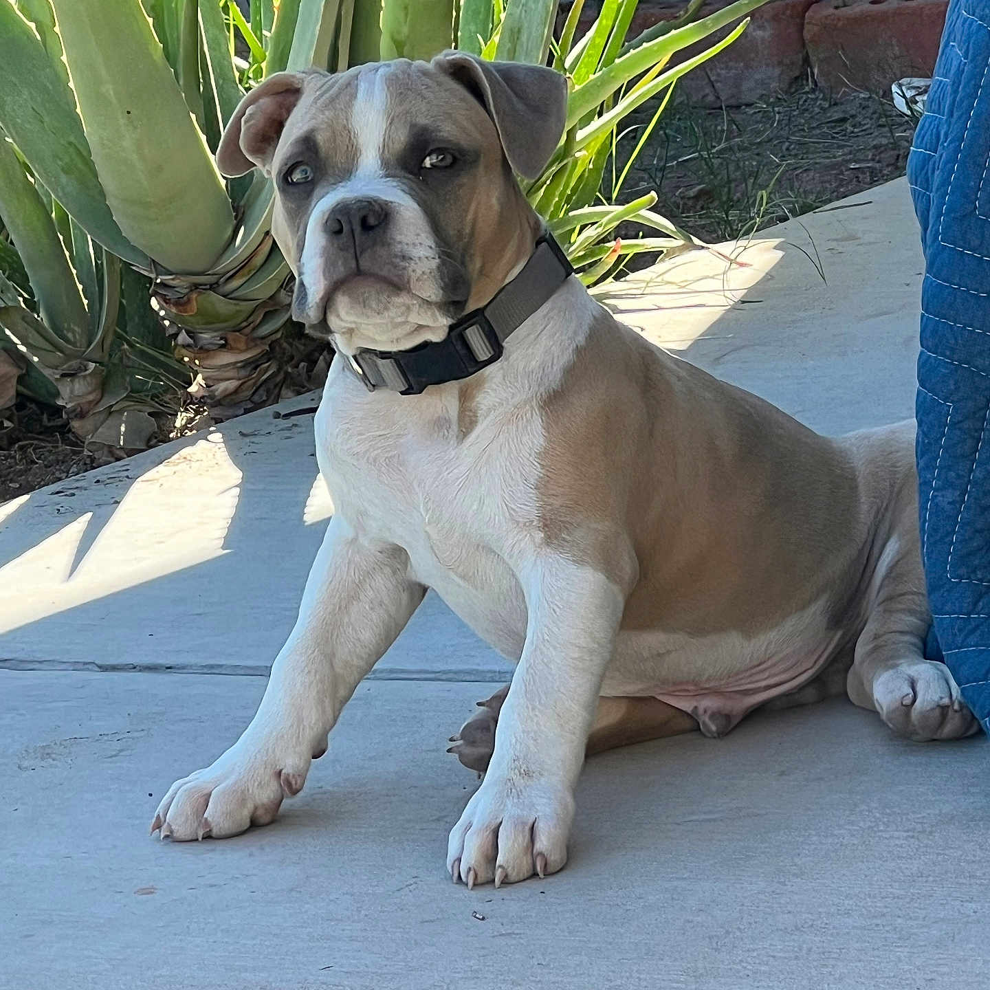 Harley is registered to the contest to win money with this photo: aloe_vera, animal, calm, collar, concrete, curious, dog, face, greenery, nature, outdoor, paw, pet, plant, puppy, quilted_fabric, shadow, sitting, sunlight, young