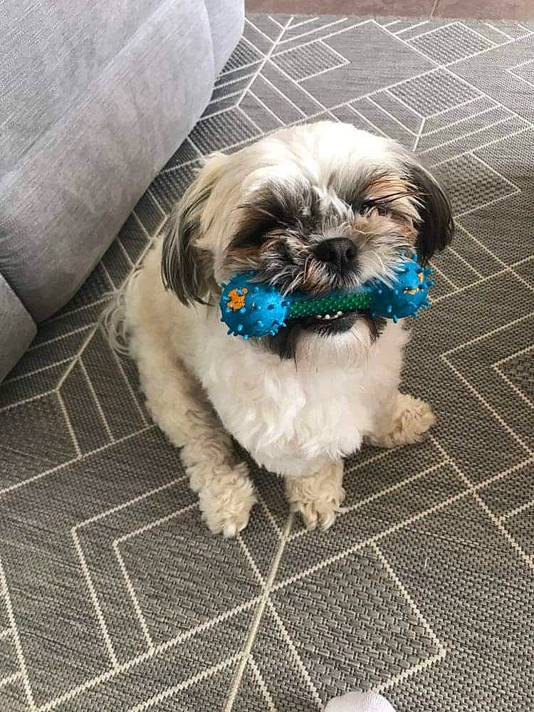 Naya participe au concours pour gagner de l'argent avec cette photo : canidae, carnivore, companion_dog, dog, dog_breed, dog_supply, fawn, flooring, fur, grass, grey, liver, natural_material, pattern, pet_supply, shih_tzu, snout, sporting_group, toy_dog, working_animal