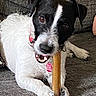 Rambo a rejoint le concours — aidez-le/la à gagner de superbes lots ! dog, pet, bone, chewing, black_and_white, collar, indoor, couch, fur, paw, canine, animal, playful, close_up, texture, tag, resting, looking, happy, domestic