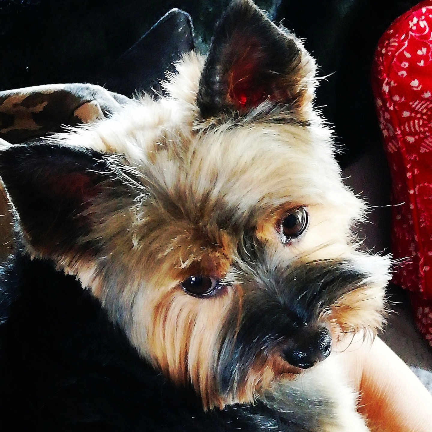 Jimy