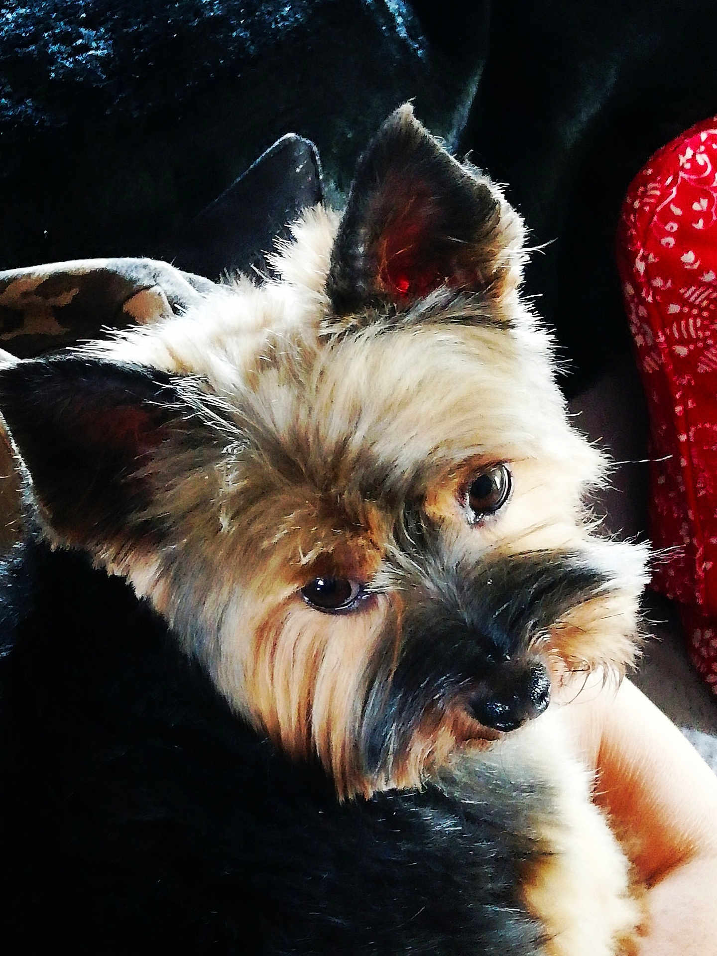 Jimy