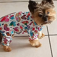 Jimy participe au concours pour gagner de l'argent avec cette photo : adorable, animal, clothing, companion, curious, cute, dog, domestic_animal, friendly, fur, heart_pattern, indoors, looking_up, mammal, outfit, pet, puppy, small_dog, standing, tile_floor