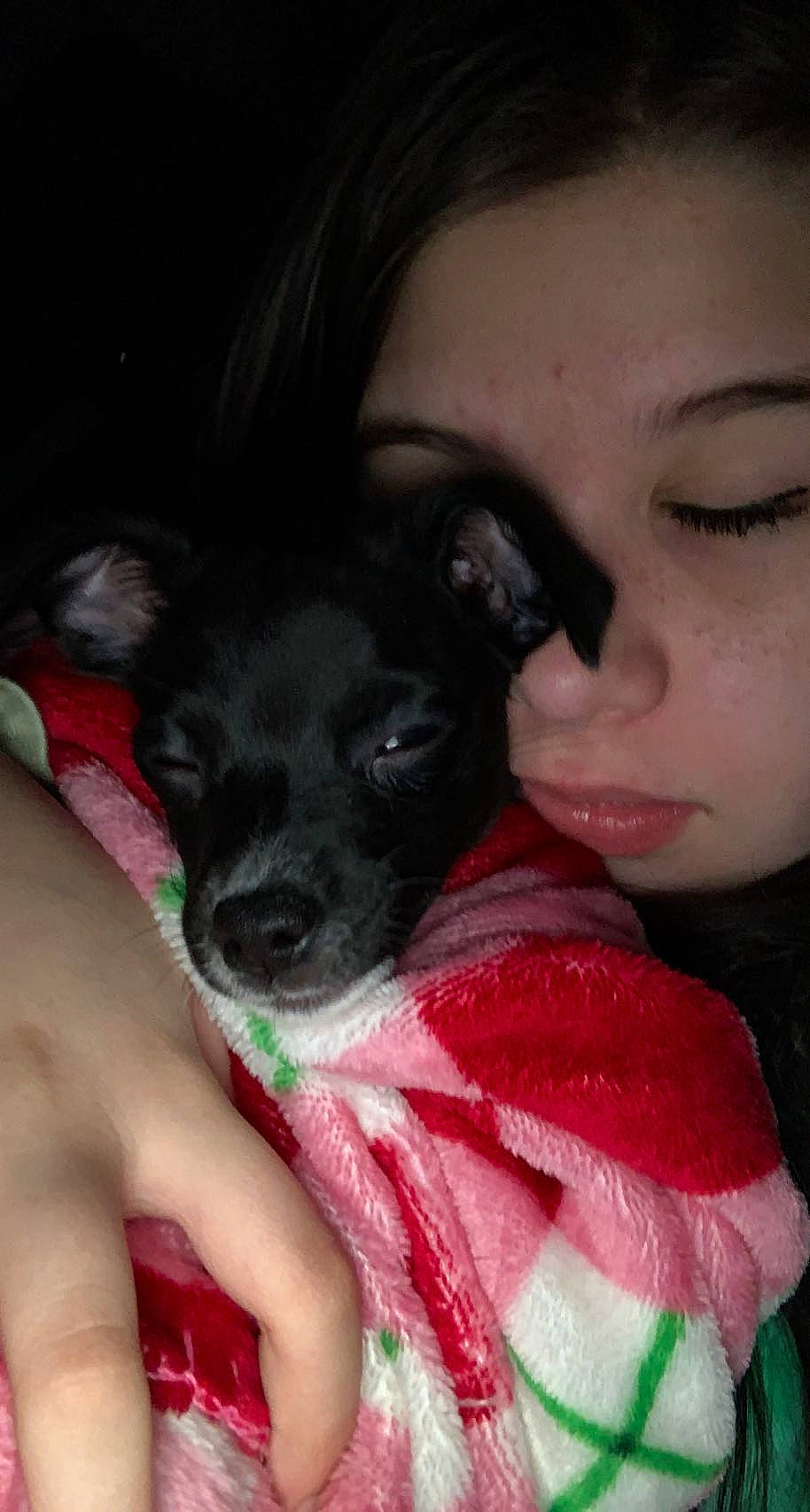 Buddy joined the competition — help win amazing prizes! carnivore, companion_dog, dog, dog_breed, ear, eyelash, fawn, fur, happy, jaw, lip, magenta, mouth, nail, nose, petal, pink, skin, toy_dog, working_animal