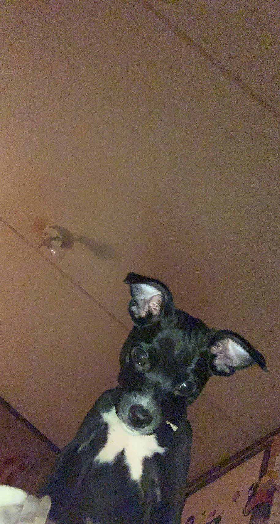 Buddy is registered to the contest to win money with this photo: boston_terrier, canidae, carnivore, companion_dog, dog, dog_breed, fawn, felidae, flooring, fur, small_to_medium_sized_cats, snout, sporting_group, stuffed_toy, tail, terrestrial_animal, toy, toy_dog, whiskers, working_animal