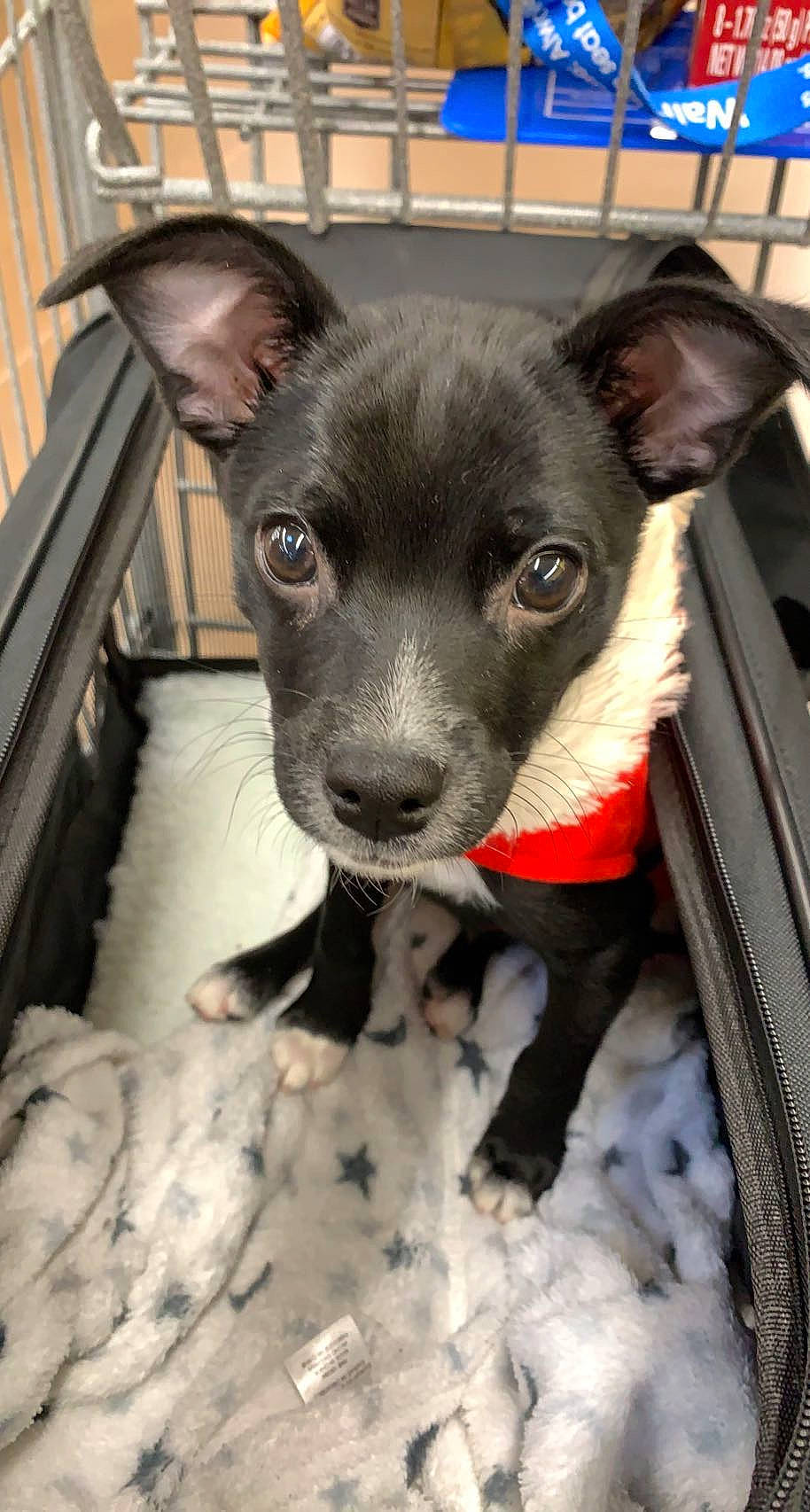 Buddy is registered to the contest to win money with this photo: canidae, carnivore, chihuahua, collar, comfort, companion_dog, dog, dog_breed, dog_supply, ear, fawn, fur, grey, non_sporting_group, snout, sporting_group, terrestrial_animal, toy_dog, whiskers, working_animal