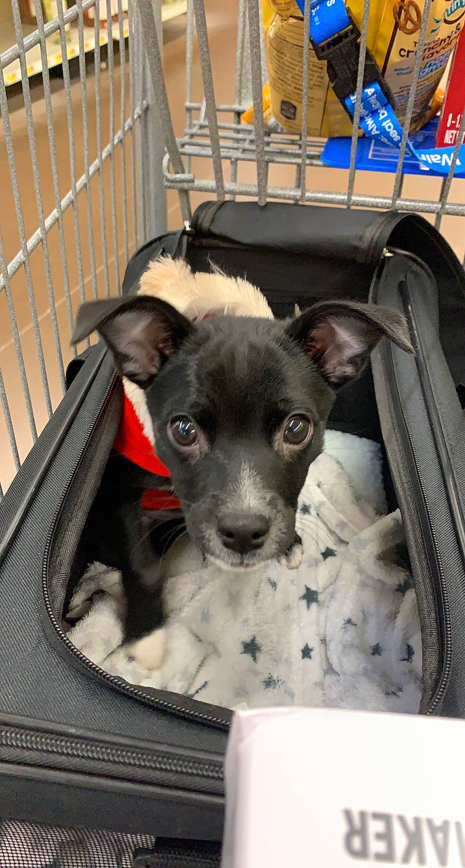 Buddy joined the competition — help win amazing prizes! canidae, carnivore, chihuahua, companion_dog, dog, dog_breed, dog_supply, fawn, fence, fur, laptop, non_sporting_group, pet_supply, puppy, snout, sporting_group, terrier, toy_dog, whiskers, working_animal