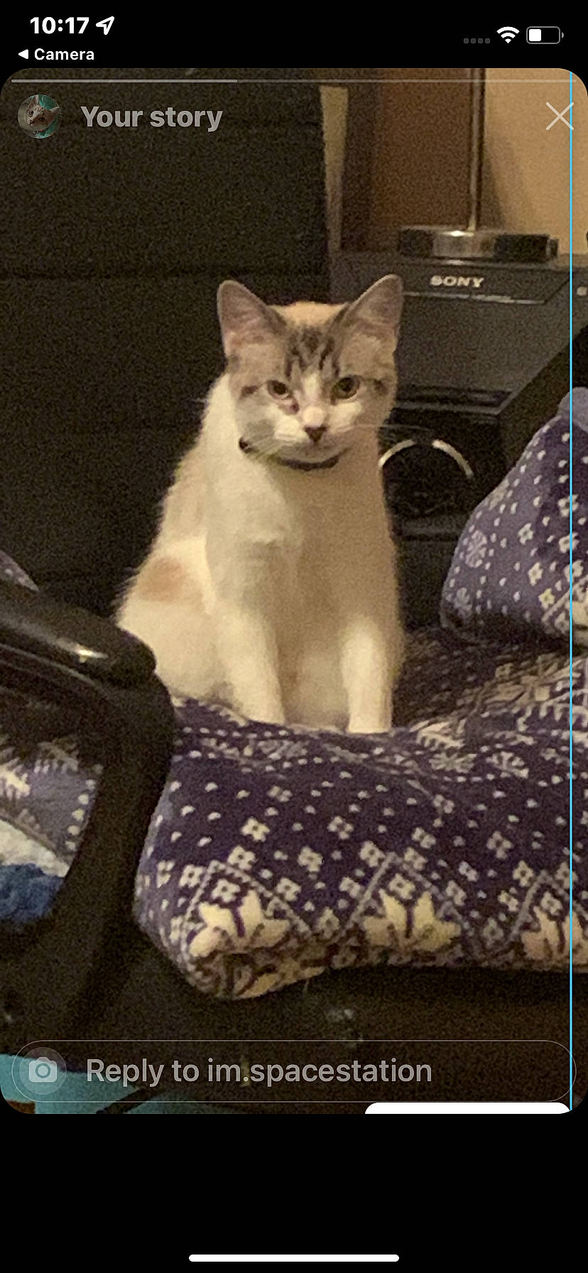 Bay Bay is registered to the contest to win money with this photo: carnivore, cat, cat_supply, comfort, domestic_short_haired_cat, felidae, fur, linens, pattern, paw, photo_caption, rectangle, sitting, small_to_medium_sized_cats, snout, tail, terrestrial_animal, visual_arts, whiskers