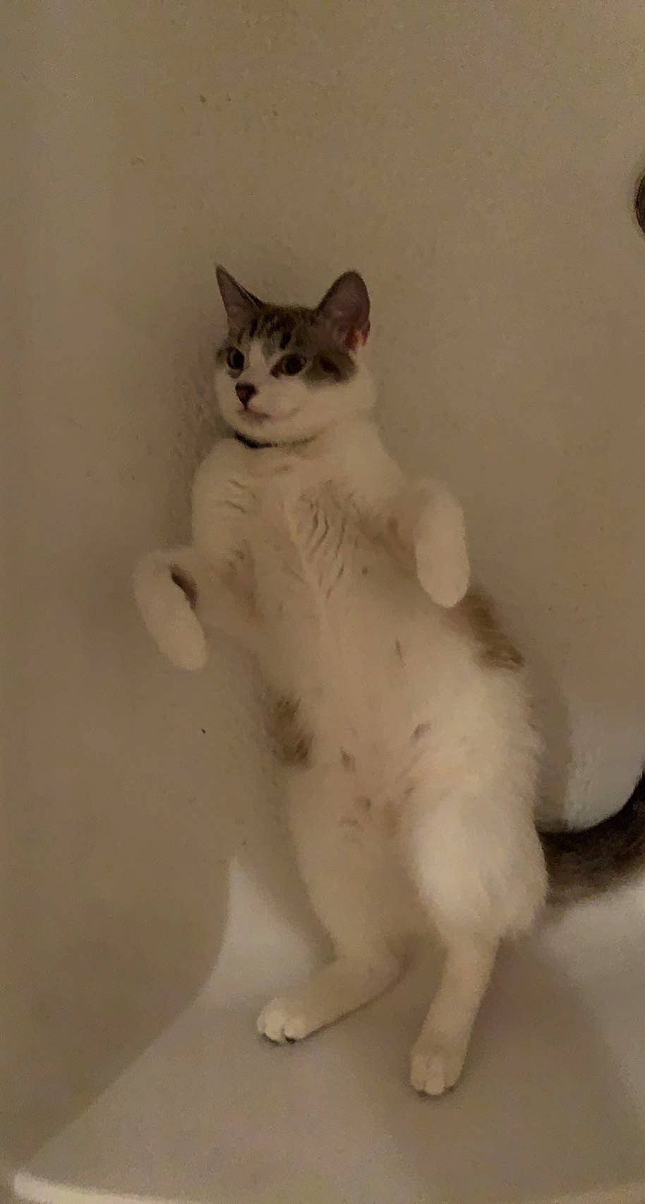 Bay Bay joined the competition — help win amazing prizes! carnivore, cat, domestic_short_haired_cat, felidae, flooring, foot, fur, paw, plaster, small_to_medium_sized_cats, snout, tail, whiskers, window