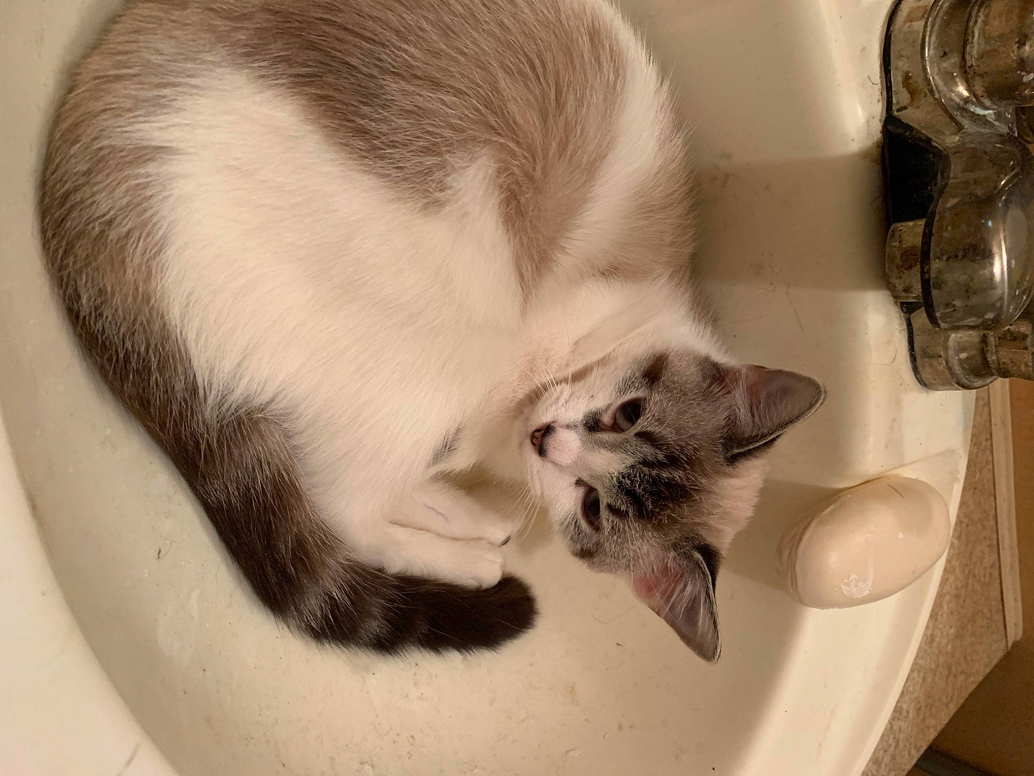 Bay Bay joined the competition — help win amazing prizes! bathroom, beard, carnivore, cat, comfort, domestic_short_haired_cat, ear, facial_hair, felidae, fur, monochrome, moustache, paw, plumbing, plumbing_fixture, small_to_medium_sized_cats, snout, tail, tap, whiskers