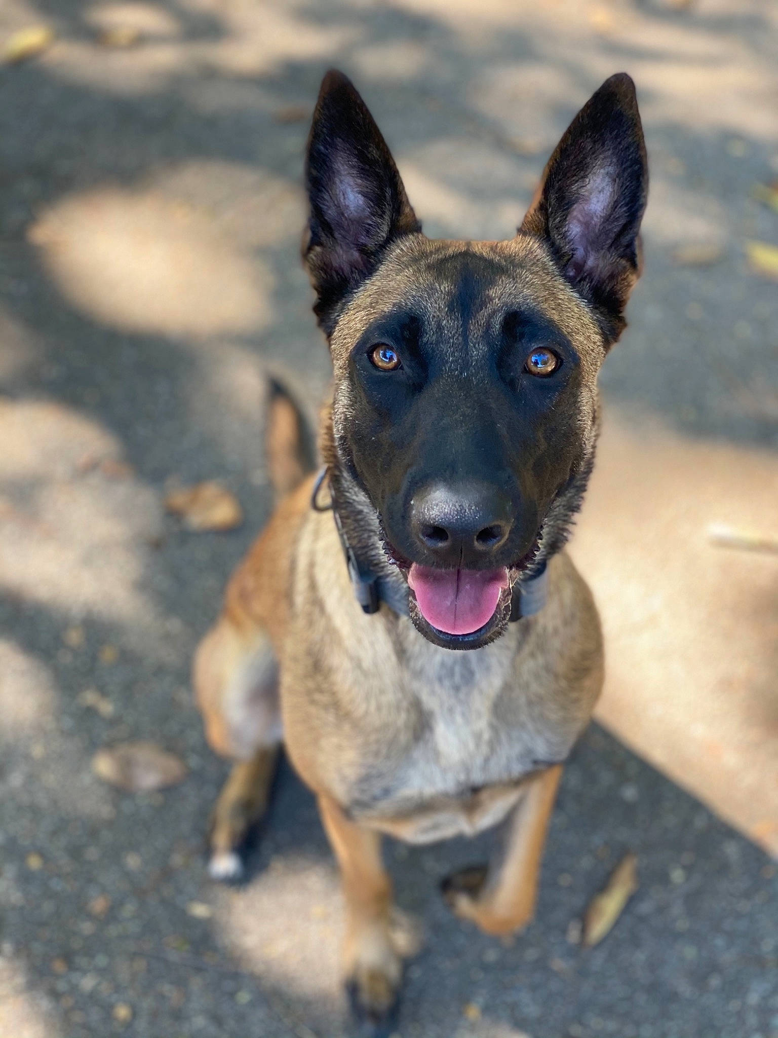Sativa joined the competition — help win amazing prizes! belgian_shepherd_malinois, canidae, carnivore, collar, dog, dog_breed, dog_supply, fawn, german_shepherd_dog, guard_dog, herding_dog, mammal, organ, police_dog, road_surface, snout, sporting_group, tongue, working_animal, working_dog