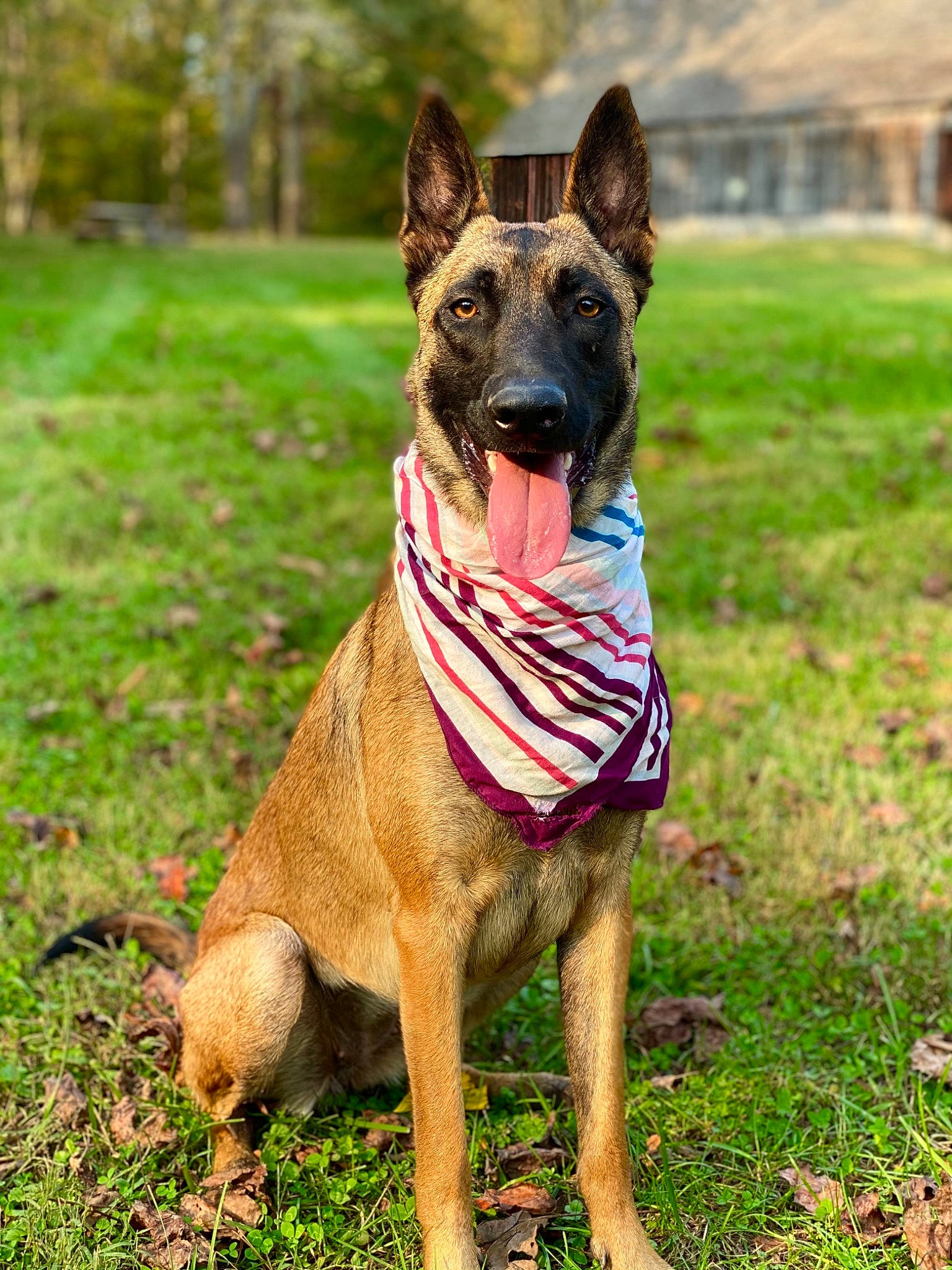 Sativa is registered to the contest to win money with this photo: canidae, carnivore, collar, dog, dog_breed, dog_clothes, dog_collar, dog_supply, fawn, grass, grass_family, groundcover, guard_dog, herding_dog, lawn, mammal, pet_supply, snout, sporting_group, working_animal