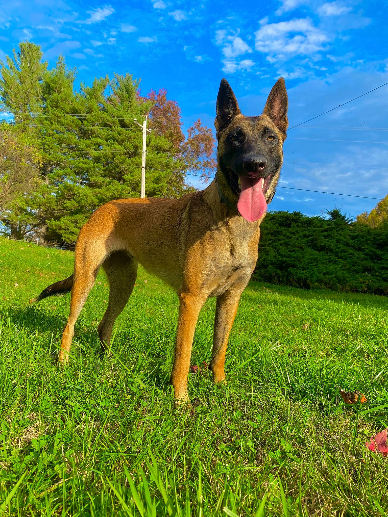 Sativa joined the competition — help win amazing prizes! canidae, carnivore, collar, companion_dog, dog, dog_breed, dog_collar, dog_supply, fawn, groundcover, guard_dog, mammal, meadow, pet_supply, prairie, snout, sporting_group, tail, working_animal, working_dog