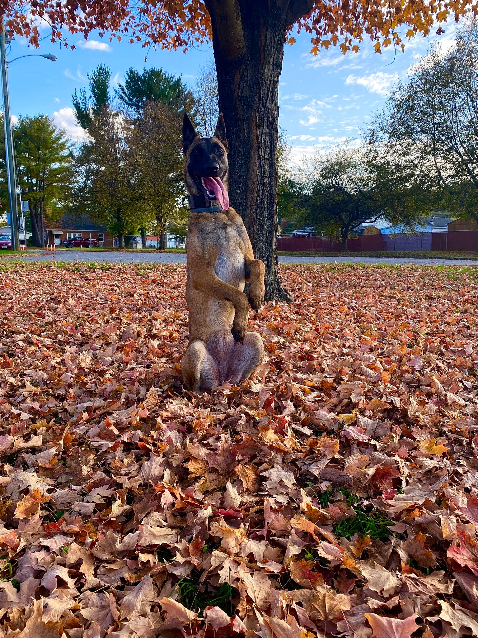 Sativa joined the competition — help win amazing prizes! autumn, deciduous, figurine, lawn_ornament, leaf, nonbuilding_structure, park, people_in_nature, sculpture, statue, tints_and_shades, woody_plant