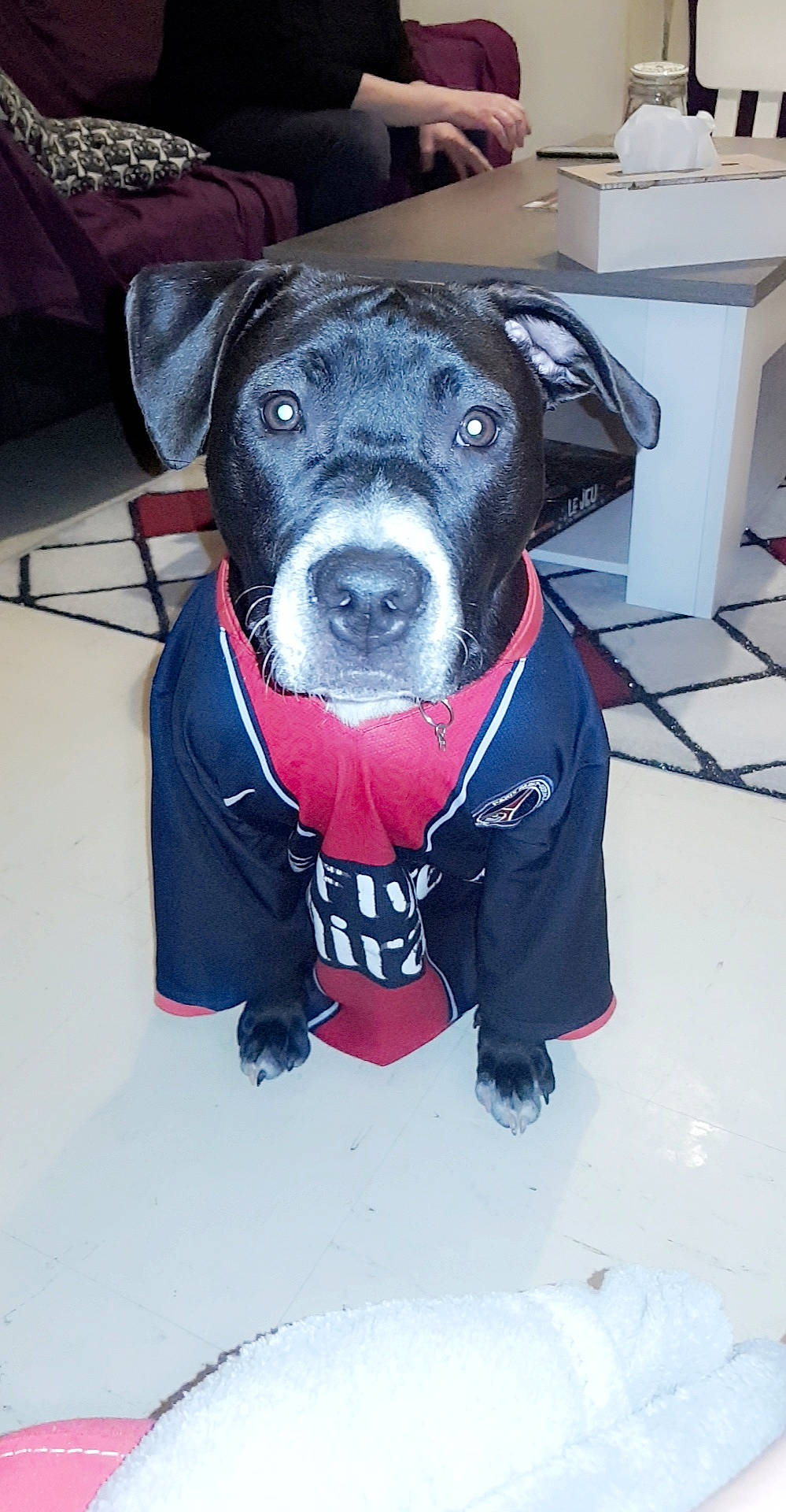 Balou participe au concours pour gagner de l'argent avec cette photo : american_pit_bull_terrier, american_staffordshire_terrier, canidae, carnivore, dog, dog_breed, dog_clothes, non_sporting_group, pit_bull, puppy, snout, sporting_group, staffordshire_bull_terrier, terrier