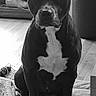 Balou participe au concours pour gagner de l'argent avec cette photo : animal, architecture, boxer, building, bulldog, canine, clothing, couch, dog, footwear, furniture, hound, indoors, labradorretriever, livingroom, pet, pitbull, puppy, room, shoe
