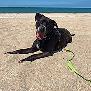 Balou participe au concours pour gagner de l'argent avec cette photo : accessories, animal, beach, bulldog, canine, coast, dog, face, head, leash, nature, outdoors, pet, sea, shoreline, sky, soil, strap, summer, water