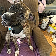 Spice joined the competition — help win amazing prizes! dog, brindle_dog, pet, animal, canine, sitting, armchair, chew_toy, toy, collar, indoor, living_room, home, furniture, blanket, laundry, boots, wood_floor, portrait, funny