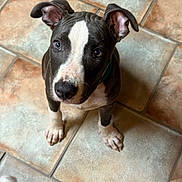 Memphis is registered to the contest to win money with this photo: dog, puppy, tile_floor, looking_up, paws, ears, nose, eyes, indoor, pet, domestic_animal, sitting, curious, brindle, white_marking, brown_floor, closeup, portrait, adorable, collar