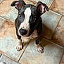 dog, puppy, tile_floor, looking_up, paws, ears, nose, eyes, indoor, pet, domestic_animal, sitting, curious, brindle, white_marking, brown_floor, closeup, portrait, adorable, collar