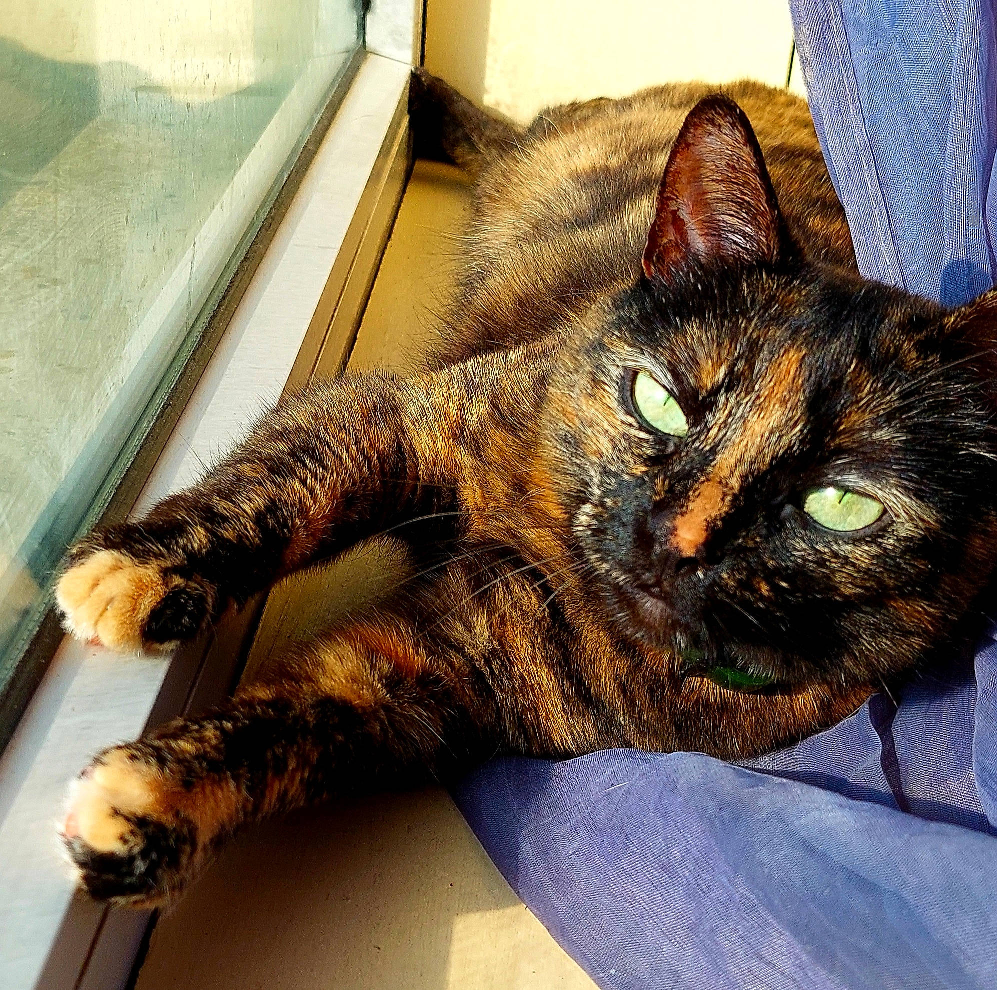 Nacha a rejoint le concours — aidez-le/la à gagner de superbes lots ! carnivore, cat, claw, comfort, domestic_short_haired_cat, felidae, fur, metal, nap, paw, sitting, sleep, small_to_medium_sized_cats, snout, tail, terrestrial_animal, whiskers