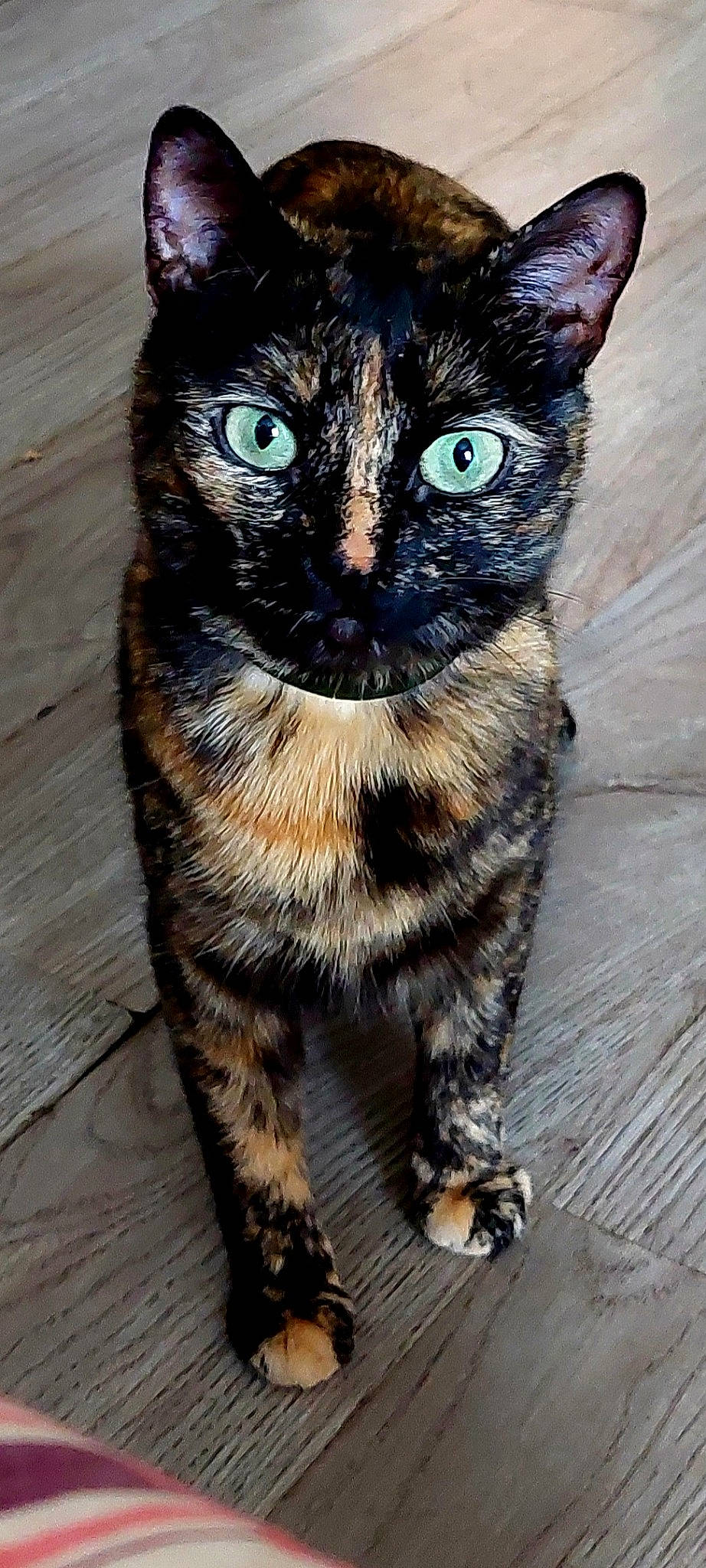 Nacha participe au concours pour gagner de l'argent avec cette photo : carnivore, cat, claw, domestic_short_haired_cat, felidae, foot, fur, paw, small_to_medium_sized_cats, snout, tail, terrestrial_animal, whiskers, wood