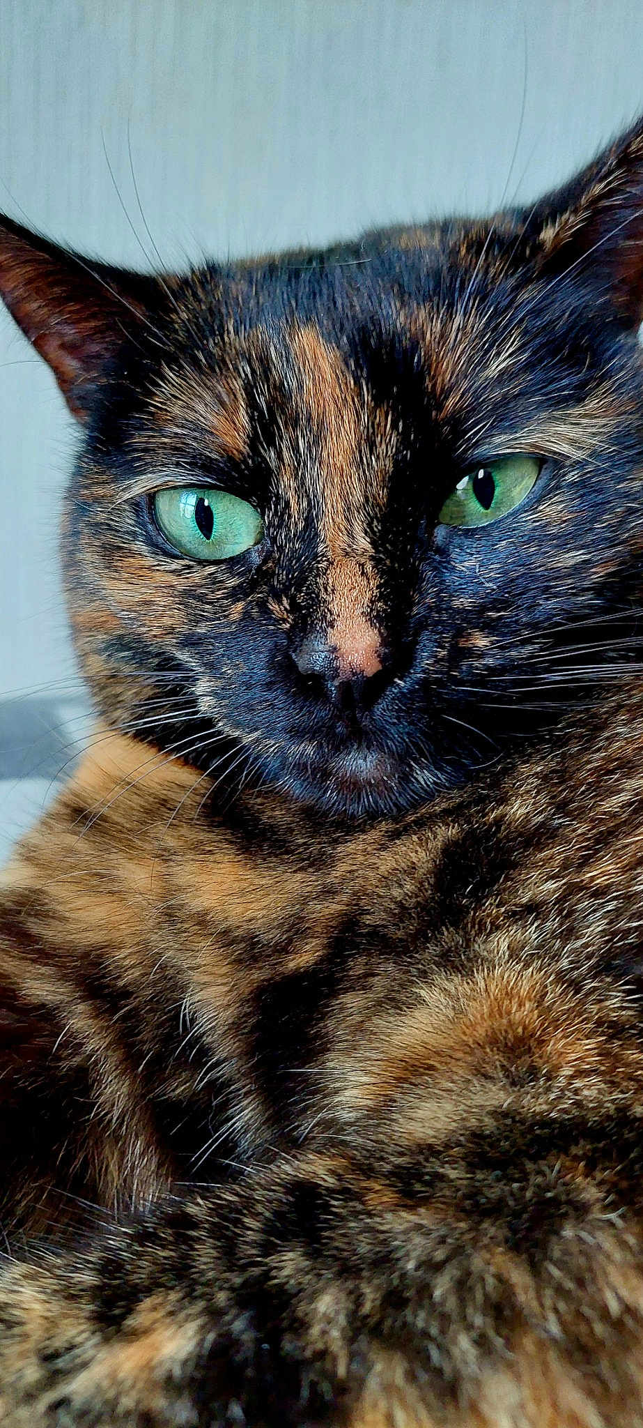 Nacha