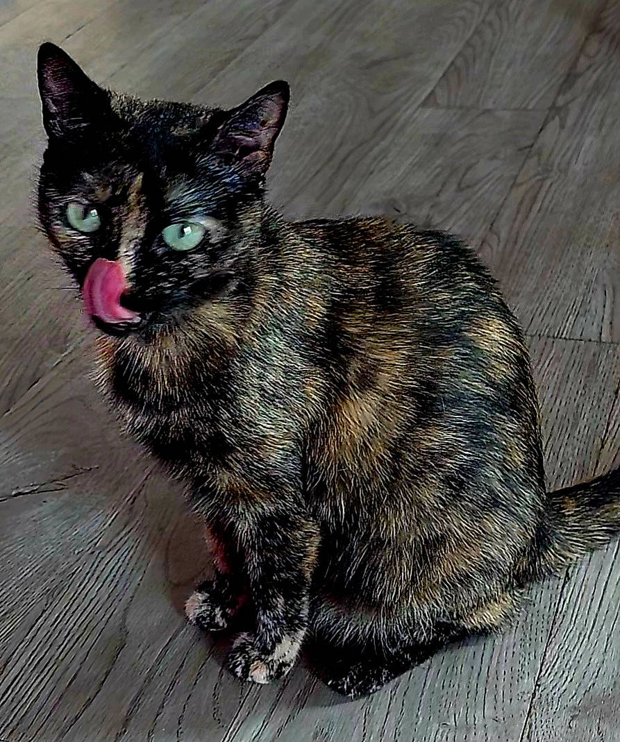 Nacha a rejoint le concours — aidez-le/la à gagner de superbes lots ! carnivore, cat, claw, domestic_short_haired_cat, felidae, foot, fur, paw, road_surface, small_to_medium_sized_cats, snout, tail, terrestrial_animal, whiskers