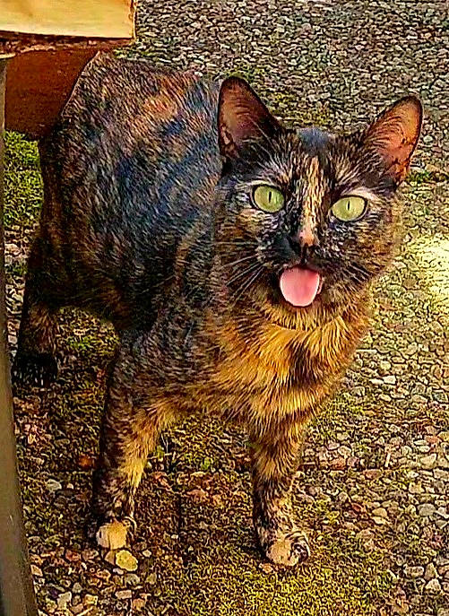 Nacha participe au concours pour gagner de l'argent avec cette photo : carnivore, cat, domestic_short_haired_cat, eye, felidae, fur, grass, small_to_medium_sized_cats, snout, soil, tail, terrestrial_animal, visual_arts, whiskers, wildlife