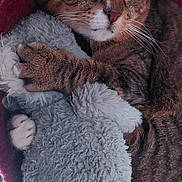 Mimi participe au concours pour gagner de l'argent avec cette photo : cat, tabby, stuffed_animal, plush_toy, snuggling, sleepy, cozy, red_blanket, furry, paw, whiskers, indoor, relaxed, close_up, pet, cute, animal, soft_texture, resting, bed
